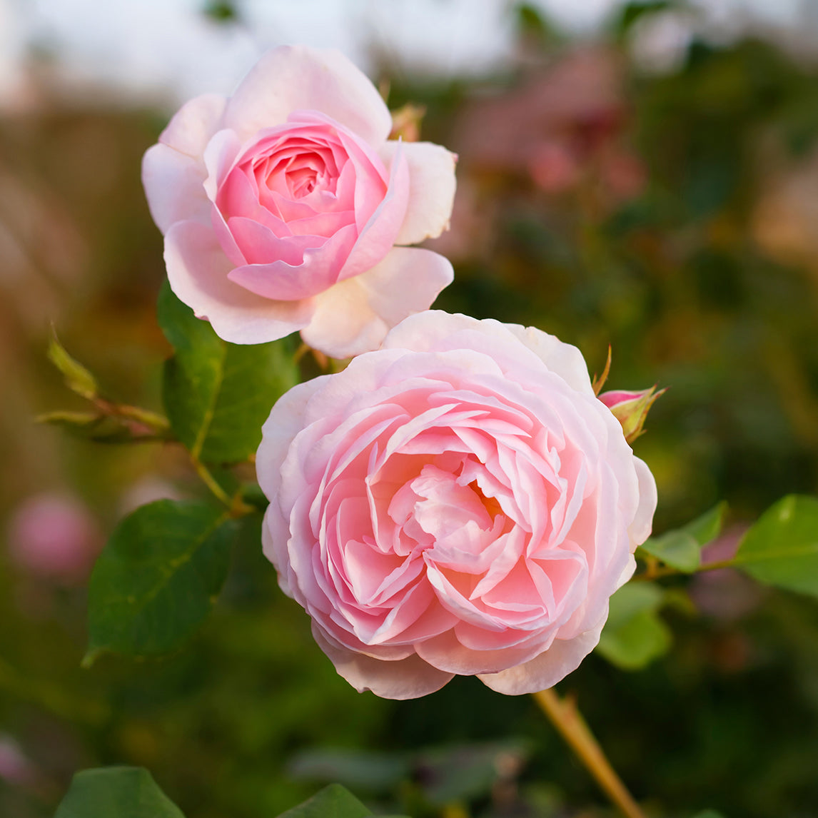 Rose 'Heritage'