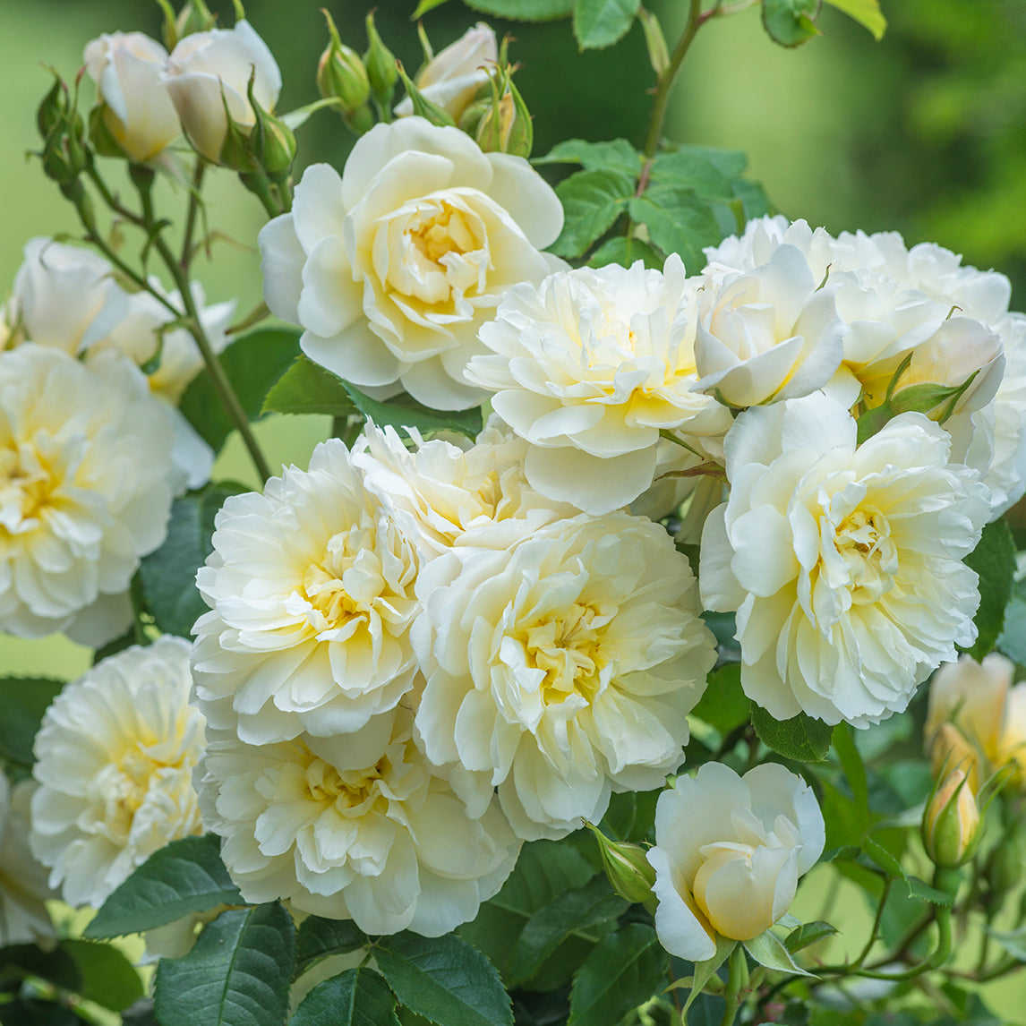 Rose 'Imogen'