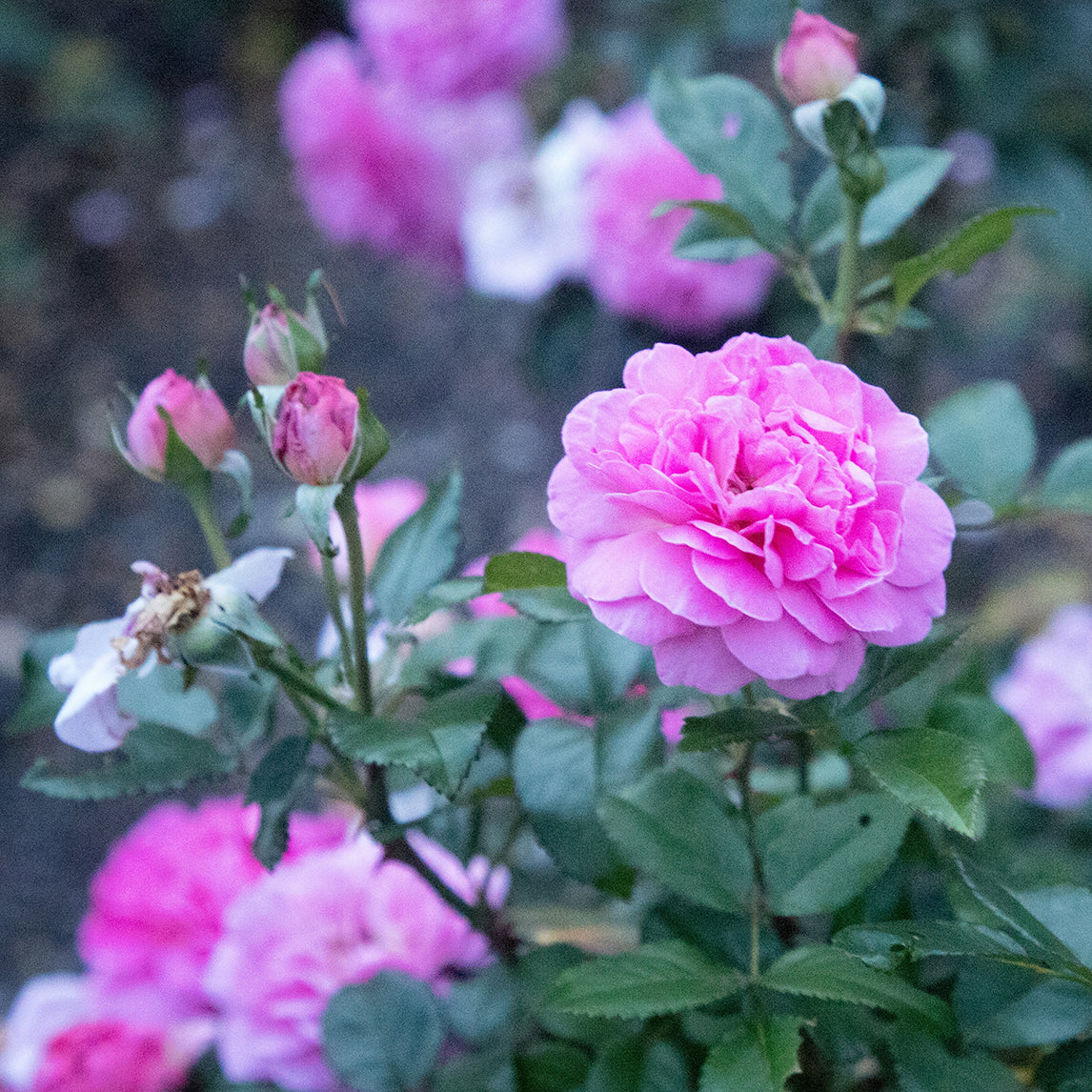 Rose 'Mary Rose'