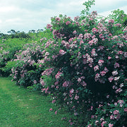 Pink Multiflora Rose