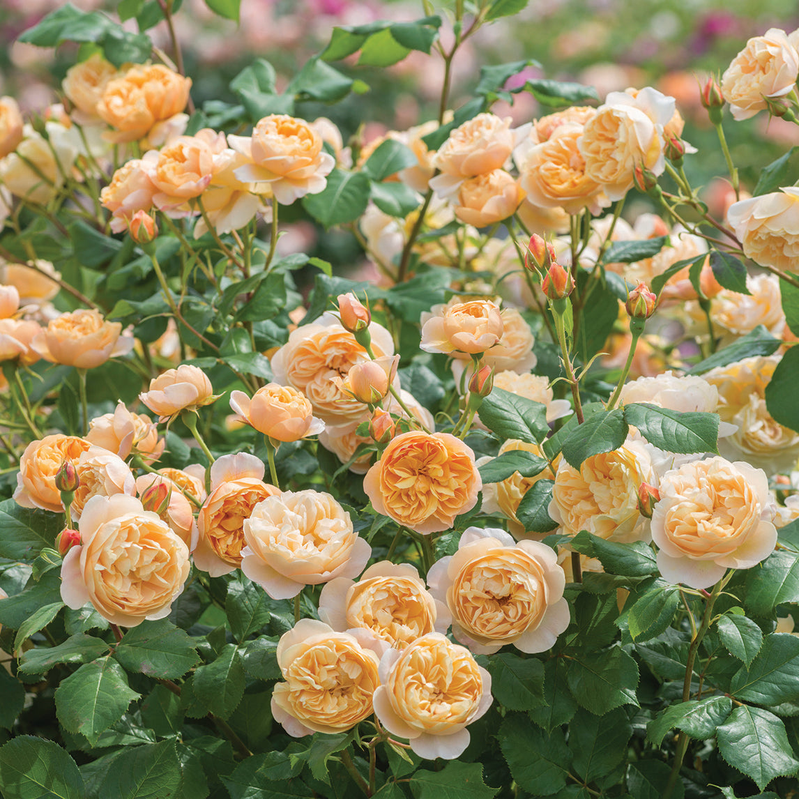 Rose ‘Roald Dahl’