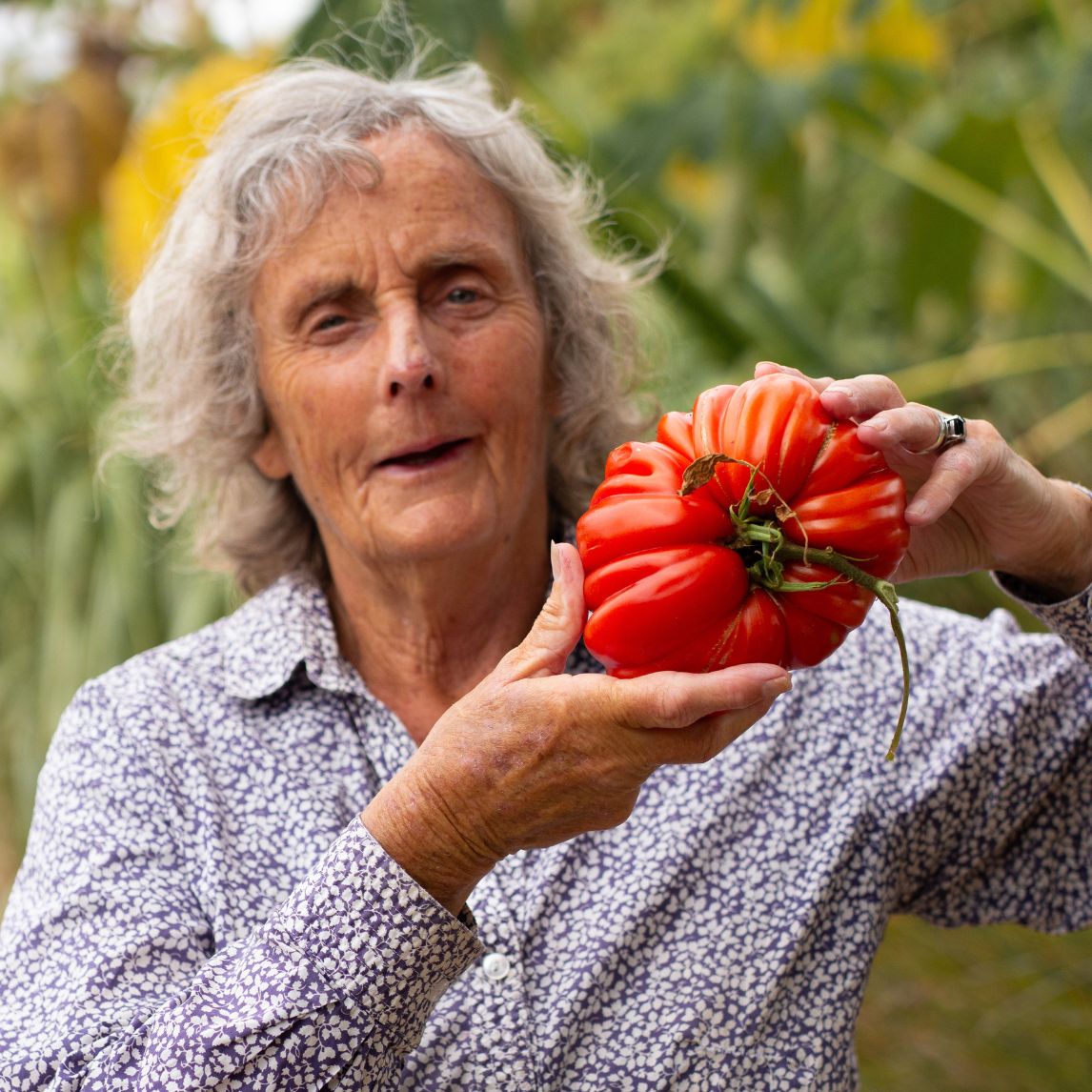 Tomato 'Greek Treasure'