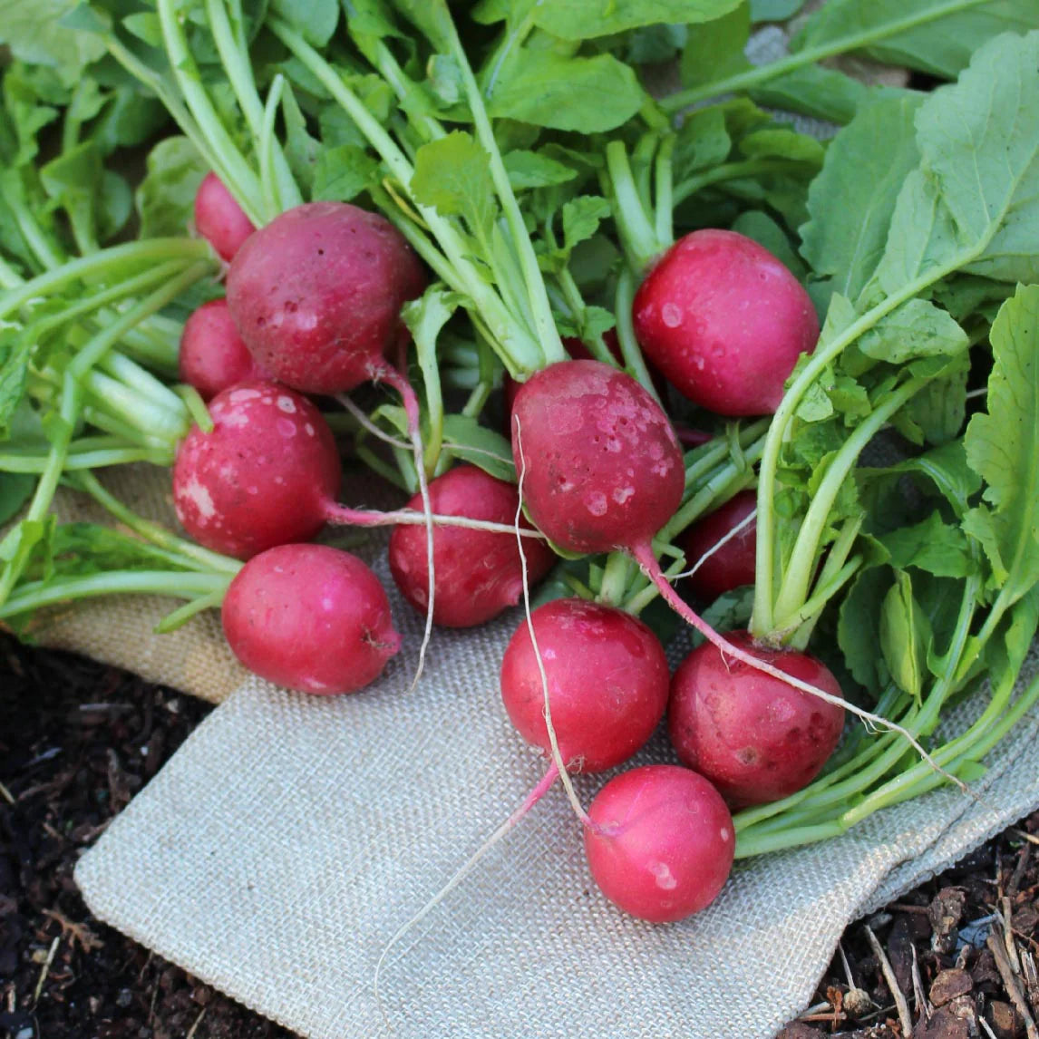 Complete Autumn Vegie Patch Collection