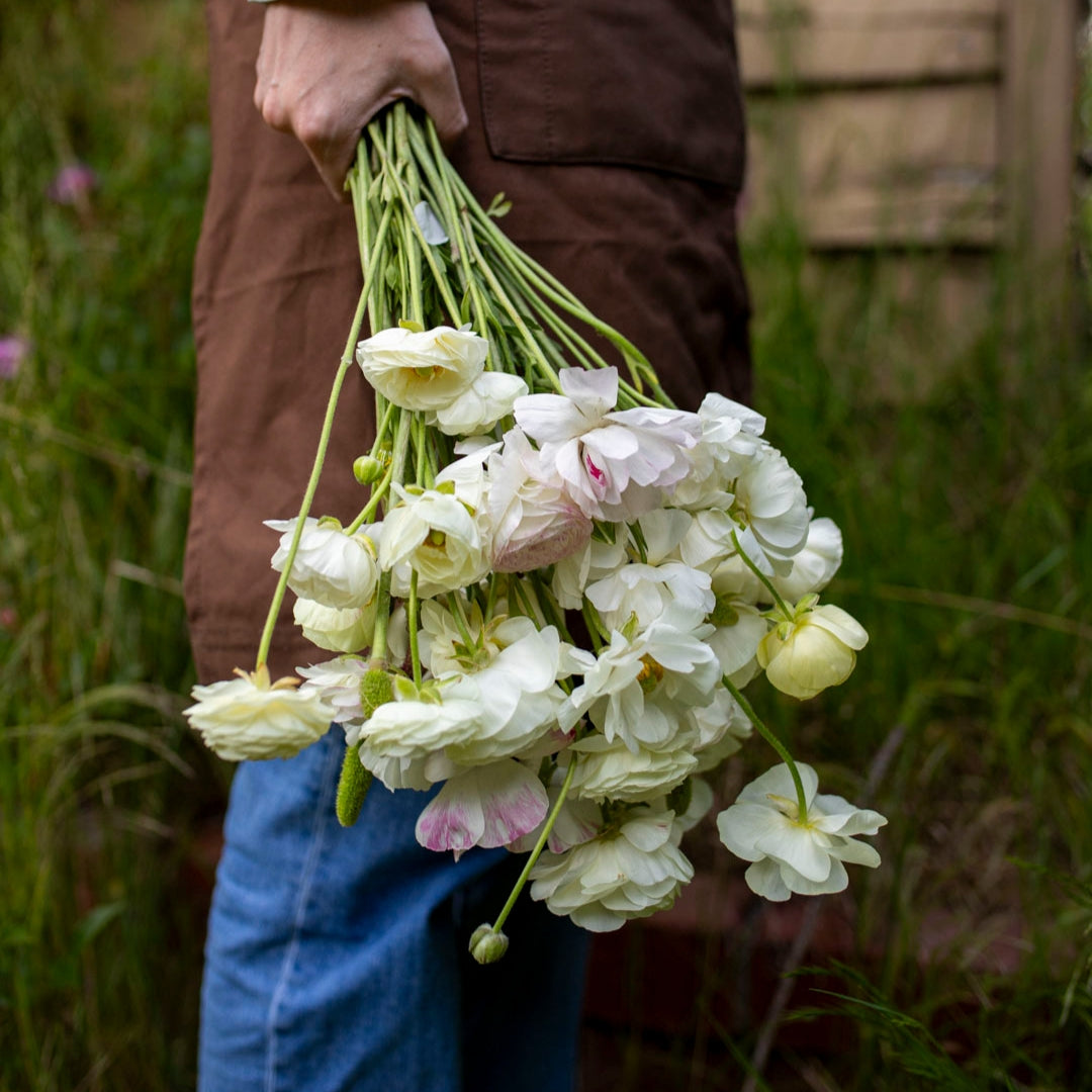 Ranunculus 'White' (20 bulbs)