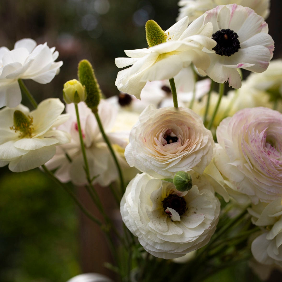Whtie Ranunculus Ranunculus 'White' (20 bulbs) - The Diggers Club