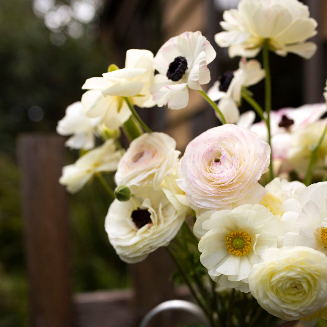 Whtie Ranunculus Ranunculus 'White' (20 bulbs) - The Diggers Club