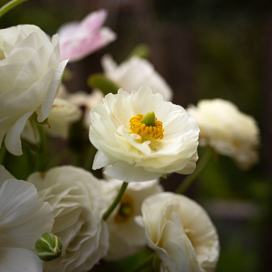 Ranunculus 'White' (20 bulbs)