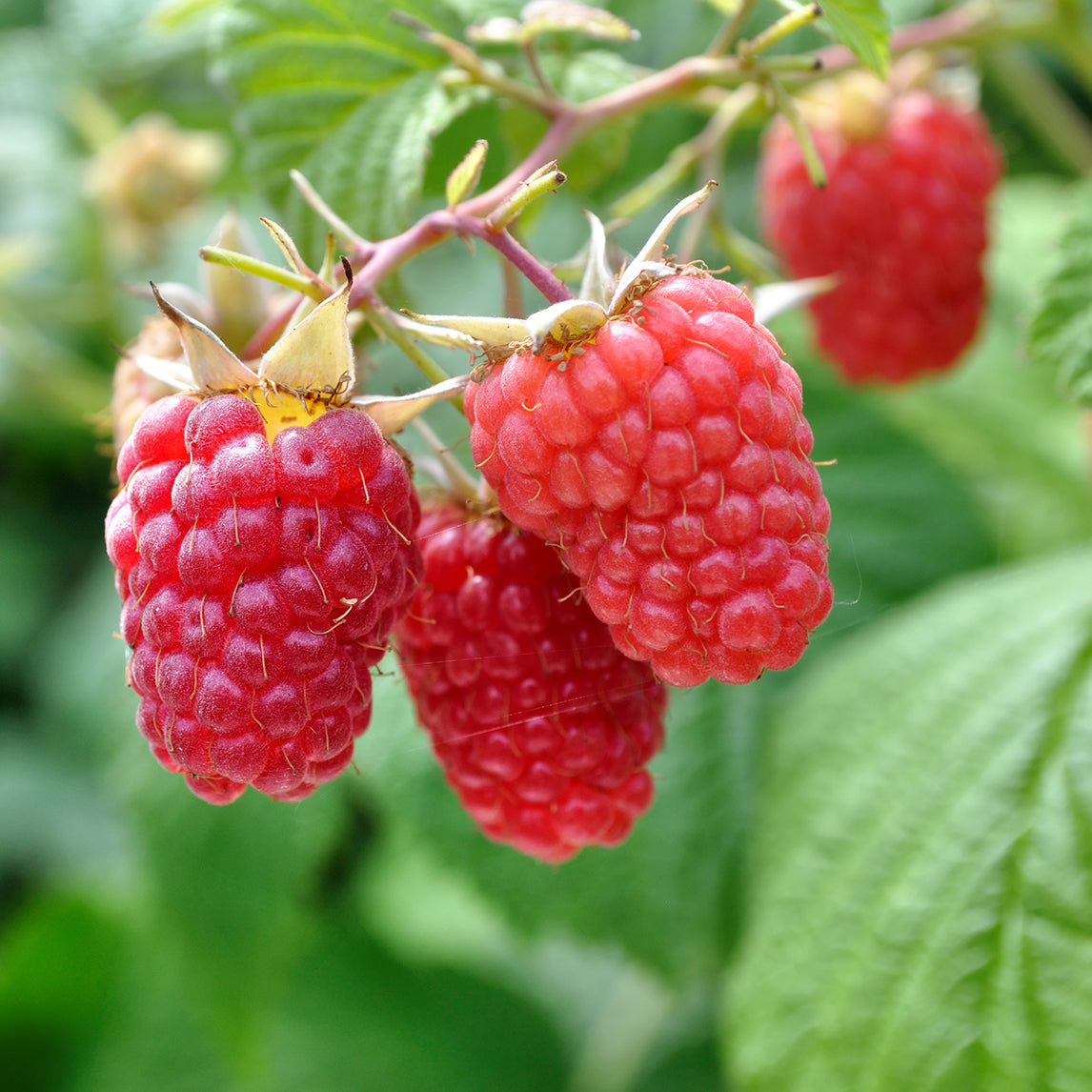 Raspberry &#39;Coho&#39;