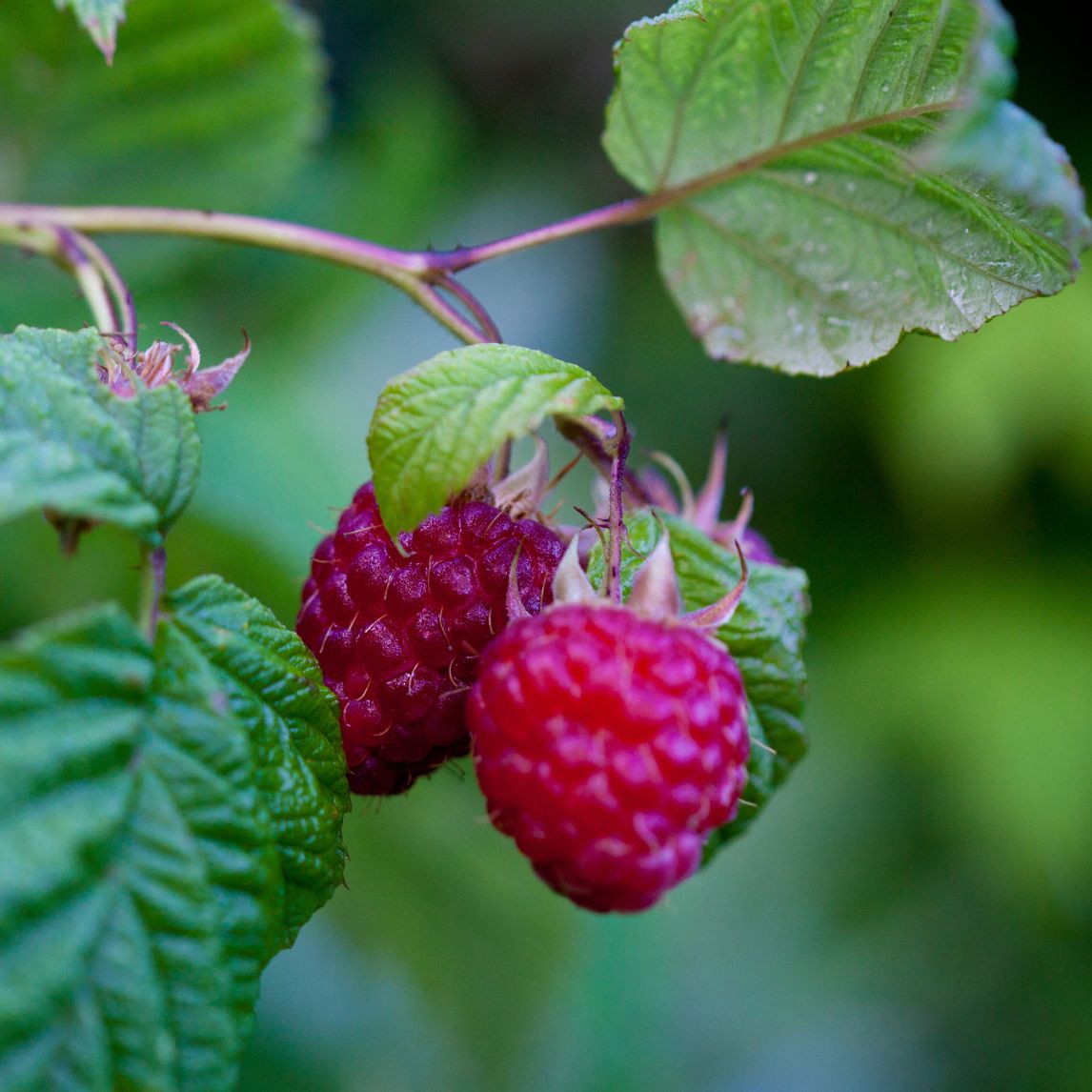 Raspberry 'Autumn Bliss' Cane 3 Pack