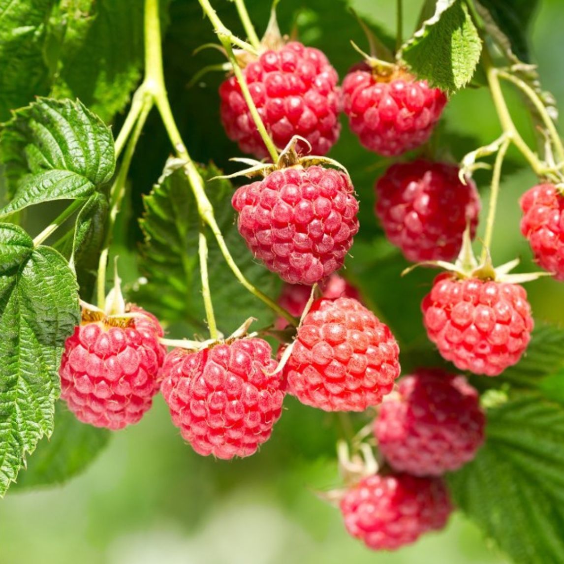 Raspberry 'Chilcotin' Cane 3 Pack - The Diggers Club