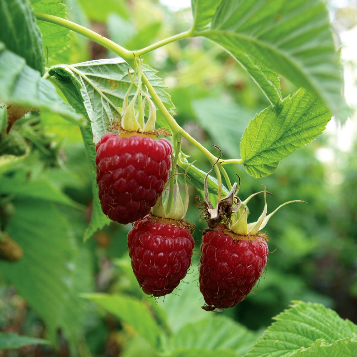 Raspberry 'Chilliwack' Cane 3 Pack
