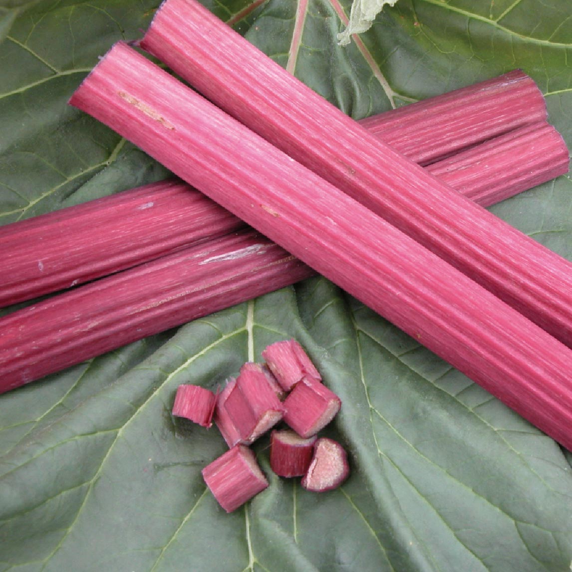 Rhubarb &#39;Glaskins Perpetual&#39;