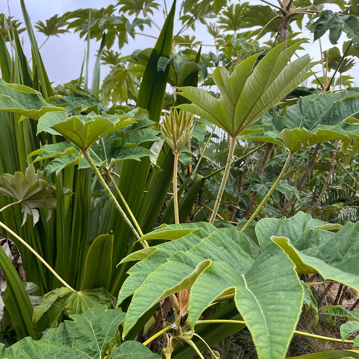 Rice Paper Plant ‘Rex’ - The Diggers Club
