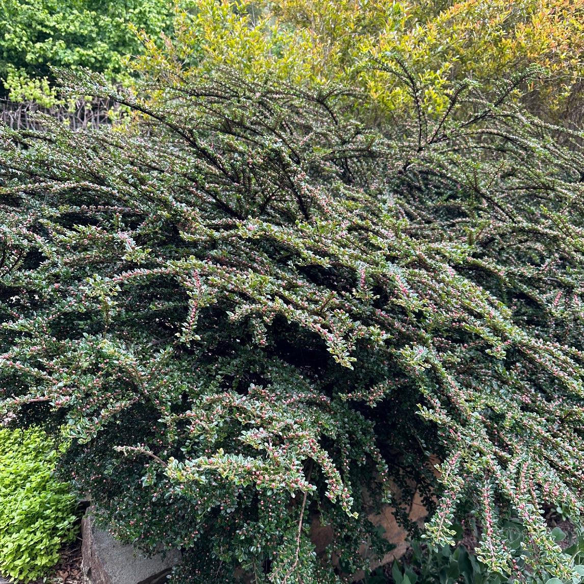 Rock Cotoneaster