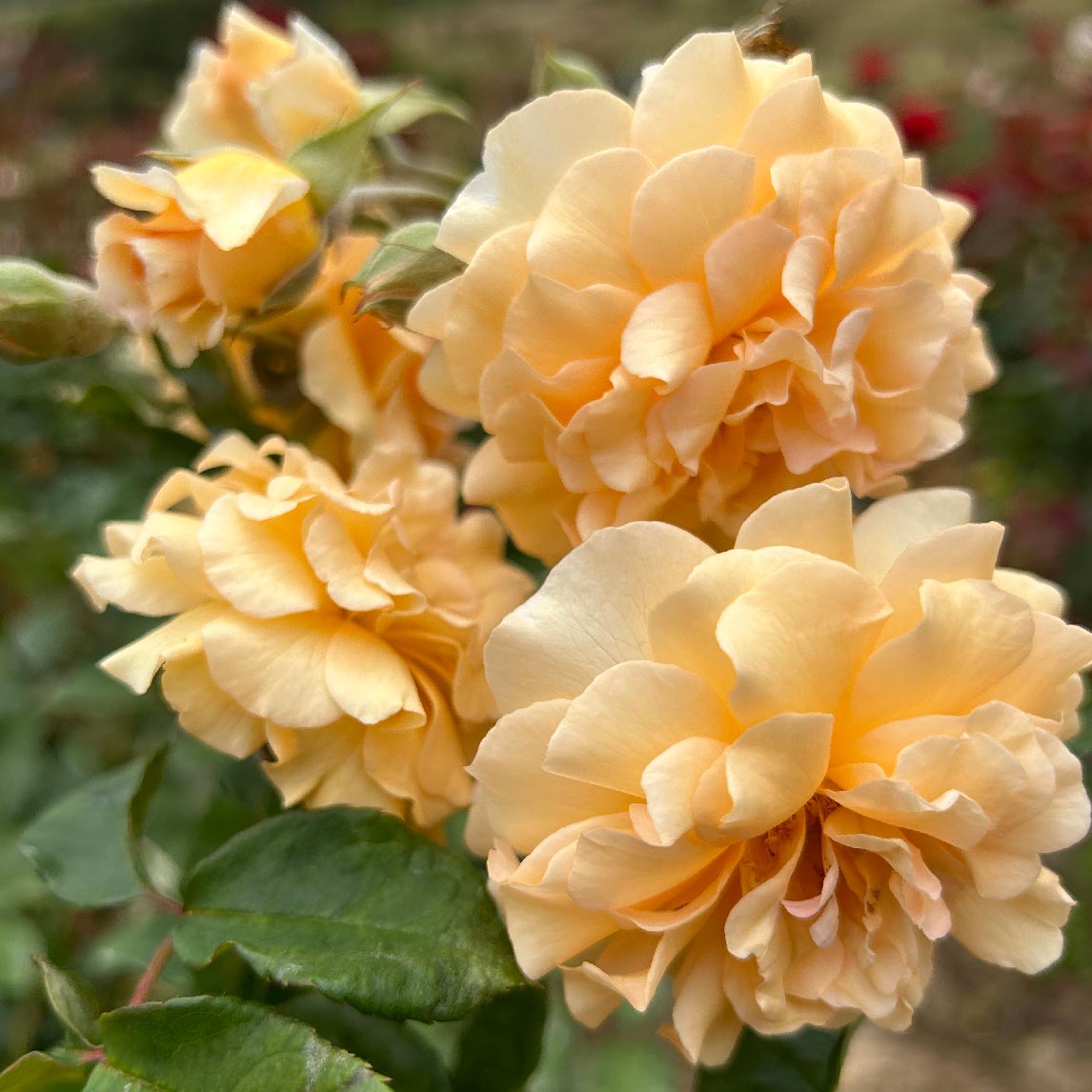 Rose 'Buff beauty'