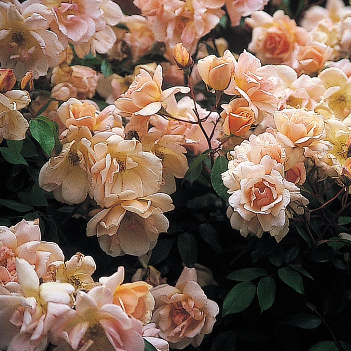 Rose &#39;Crepuscule&#39;