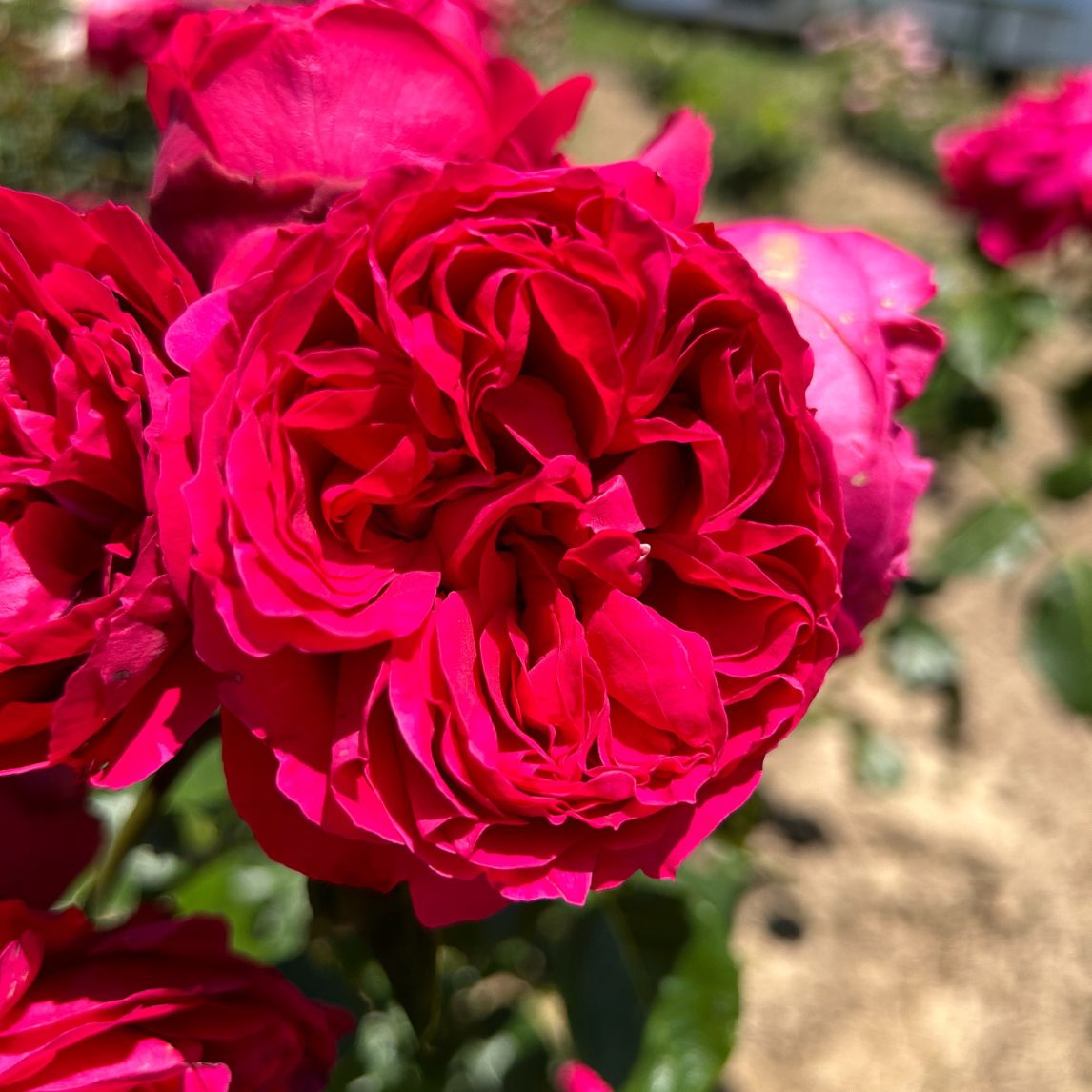 Rose 'Red Pierre'