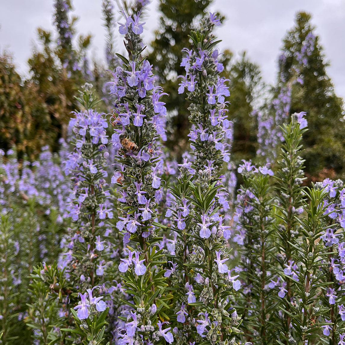 Rosemary 'Tuscan Blue'