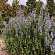 Rosemary 'Tuscan Blue'
