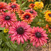 Rudbeckia 'Sahara'