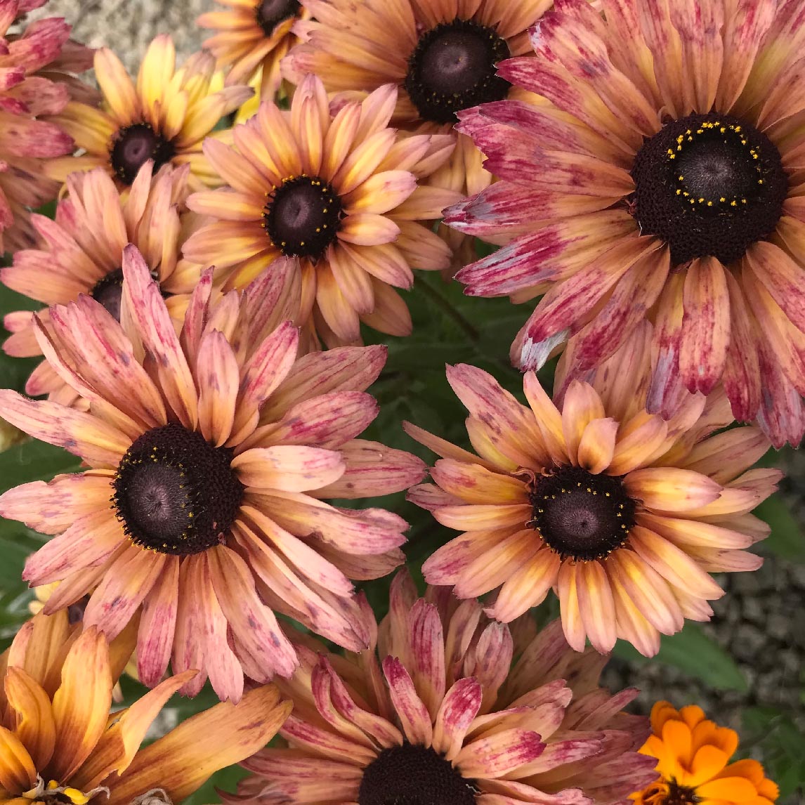 Rudbeckia 'Sahara'