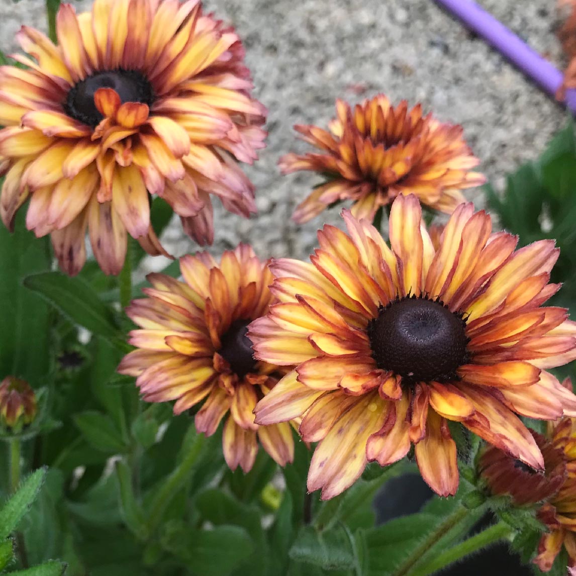 Rudbeckia 'Sahara'