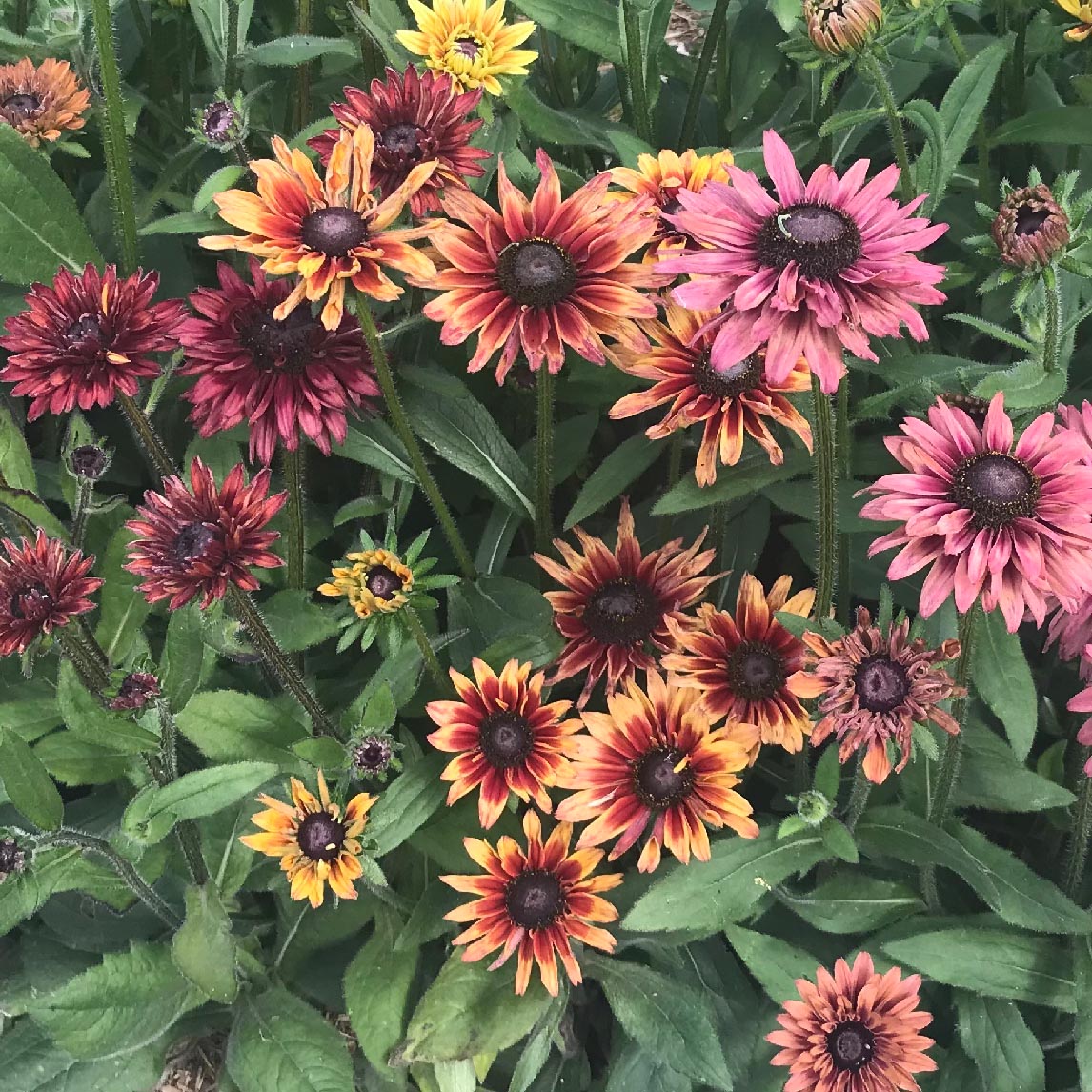 Rudbeckia 'Sahara'