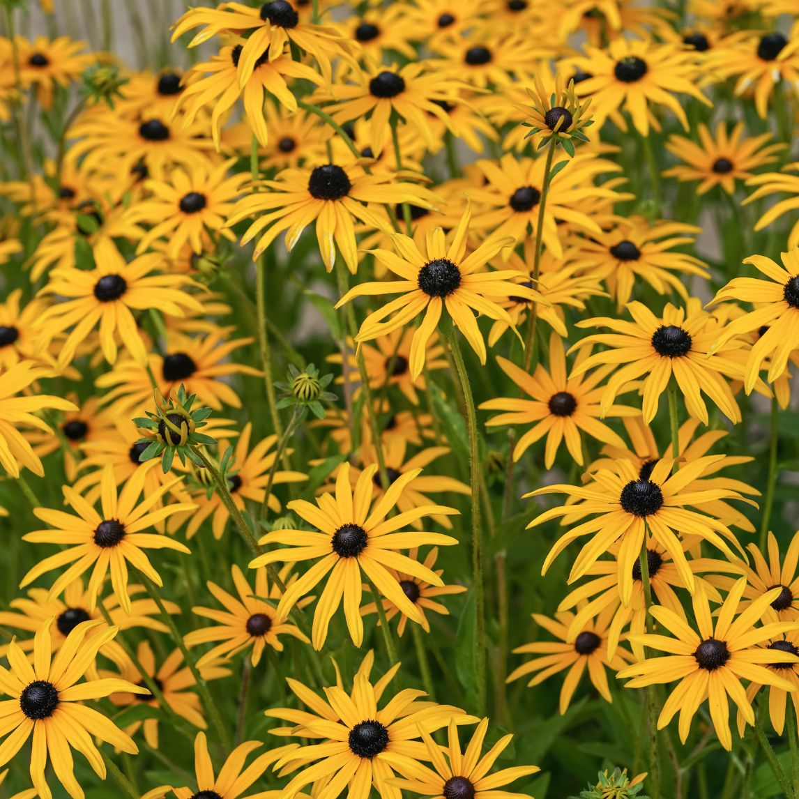 Rudbeckia 'Sweet Coneflower'
