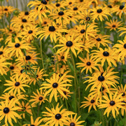 Rudbeckia 'Sweet Coneflower'