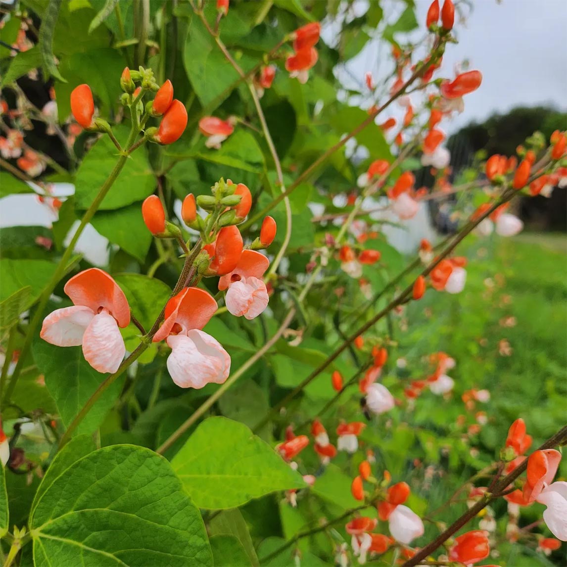 Bean 'Painted Lady' (Organic)