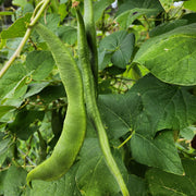 Bean 'Painted Lady' (Organic)
