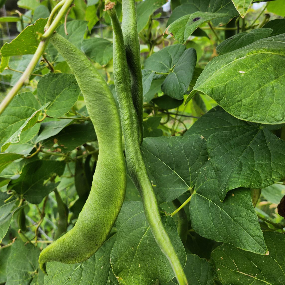 Bean &#39;Painted Lady&#39;