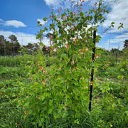 Bean 'Painted Lady' (Organic)