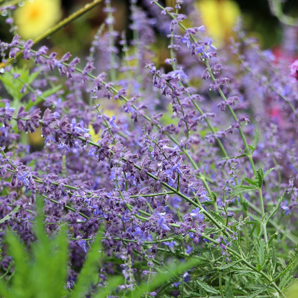 Russian Sage 'Blue Spire'