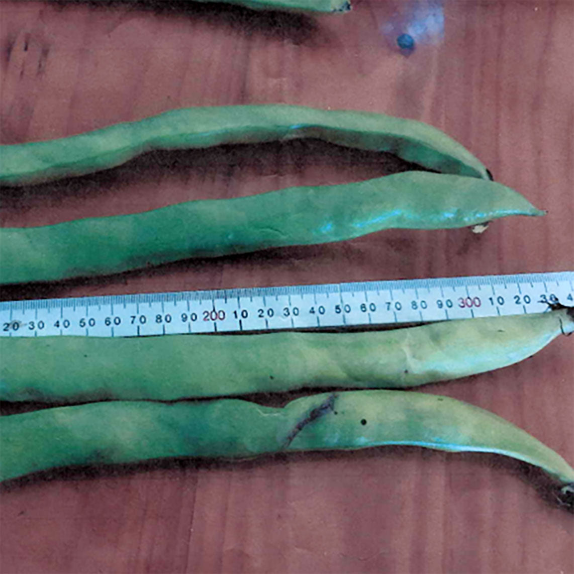 Broad Bean 'Jambalaya Jules'