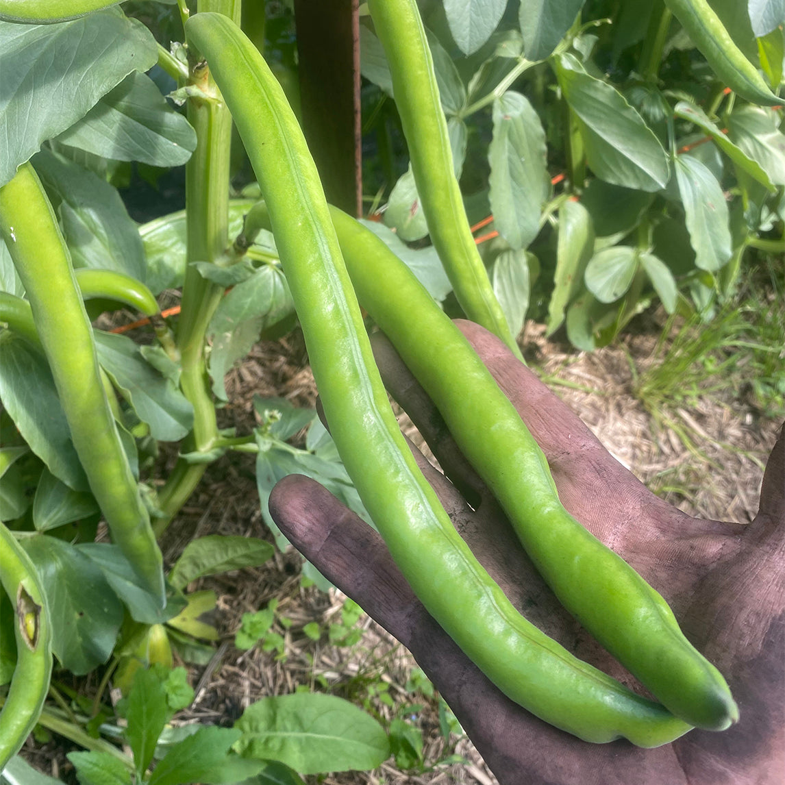 Broad Bean 'Marson'