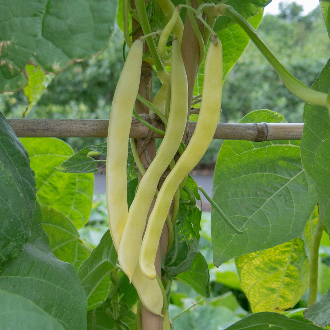 Bean 'Marvel of Venice' (Organic)