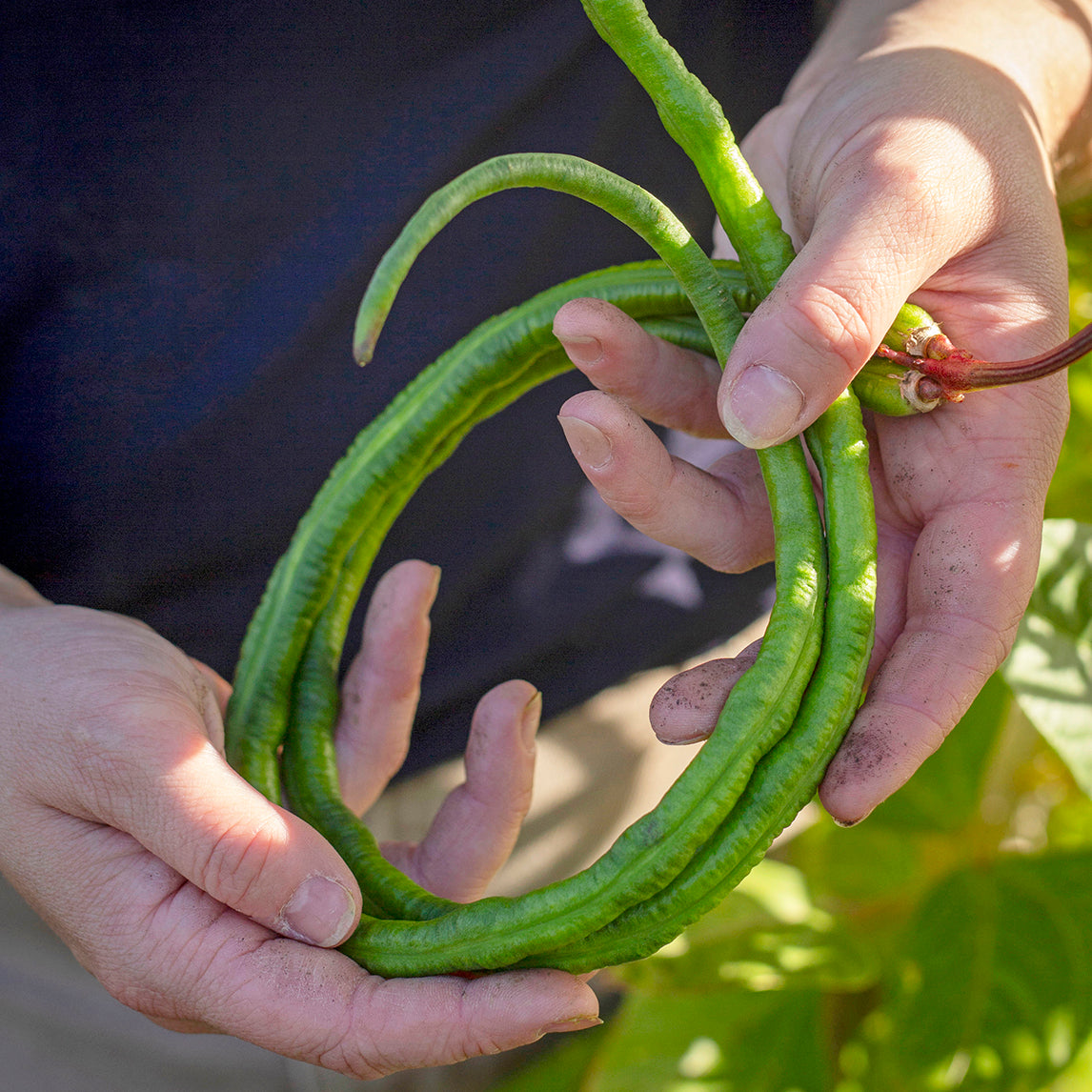 Bean Snake 'Yard Long' (Organic)