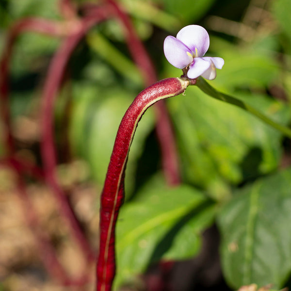 Bean Snake 'Red Noodle' (Organic) - The Diggers Club