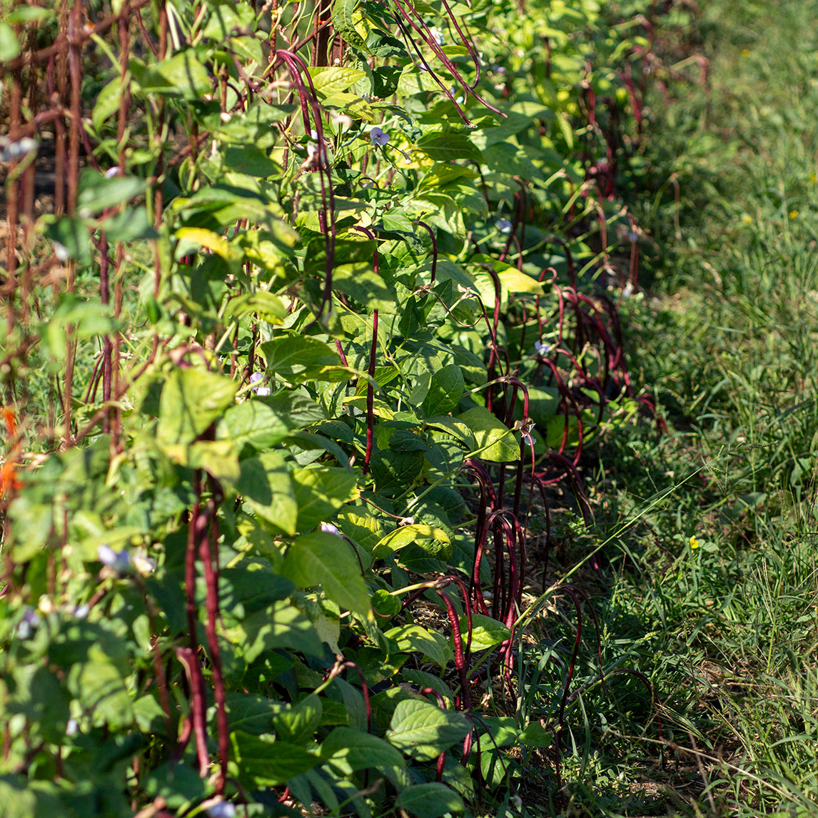 Bean Snake 'Red Noodle' (Organic)