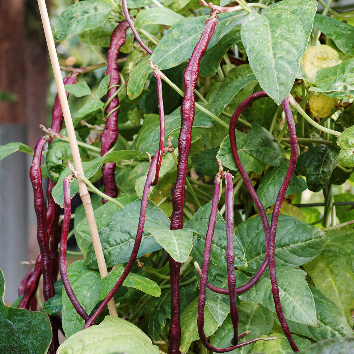 Bean Snake 'Red Noodle' (Organic)