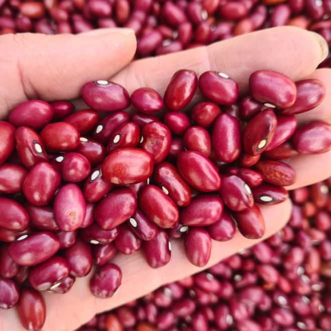 Bean 'Ann Michelle'