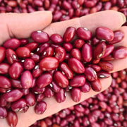 Bean 'Ann Michelle'