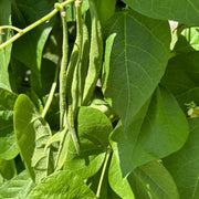 Bean 'White Lady'