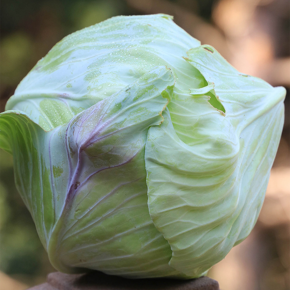 Cabbage 'Tancook Island' Organic