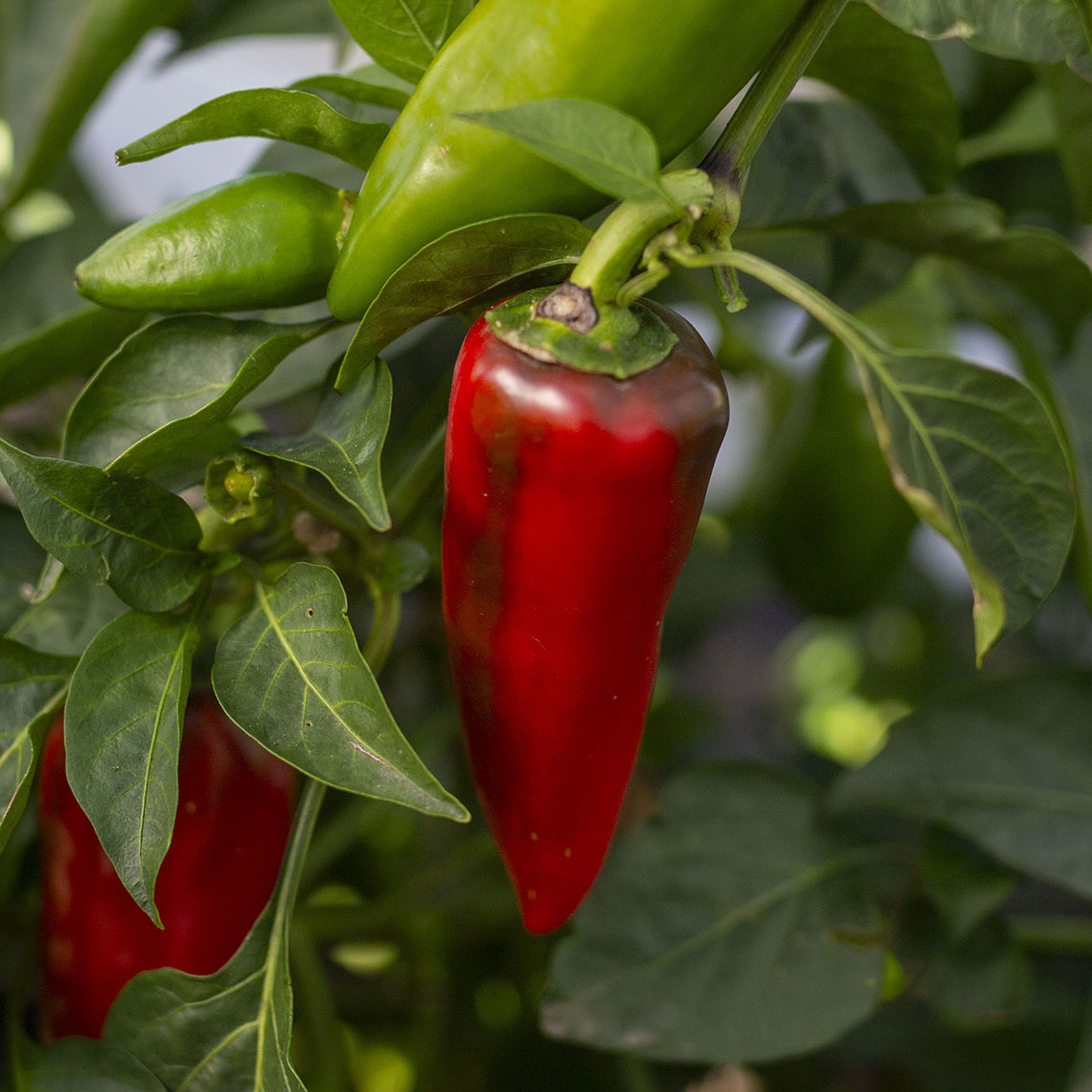 Capsicum 'Lipstick'