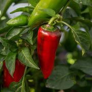 Capsicum 'Lipstick'