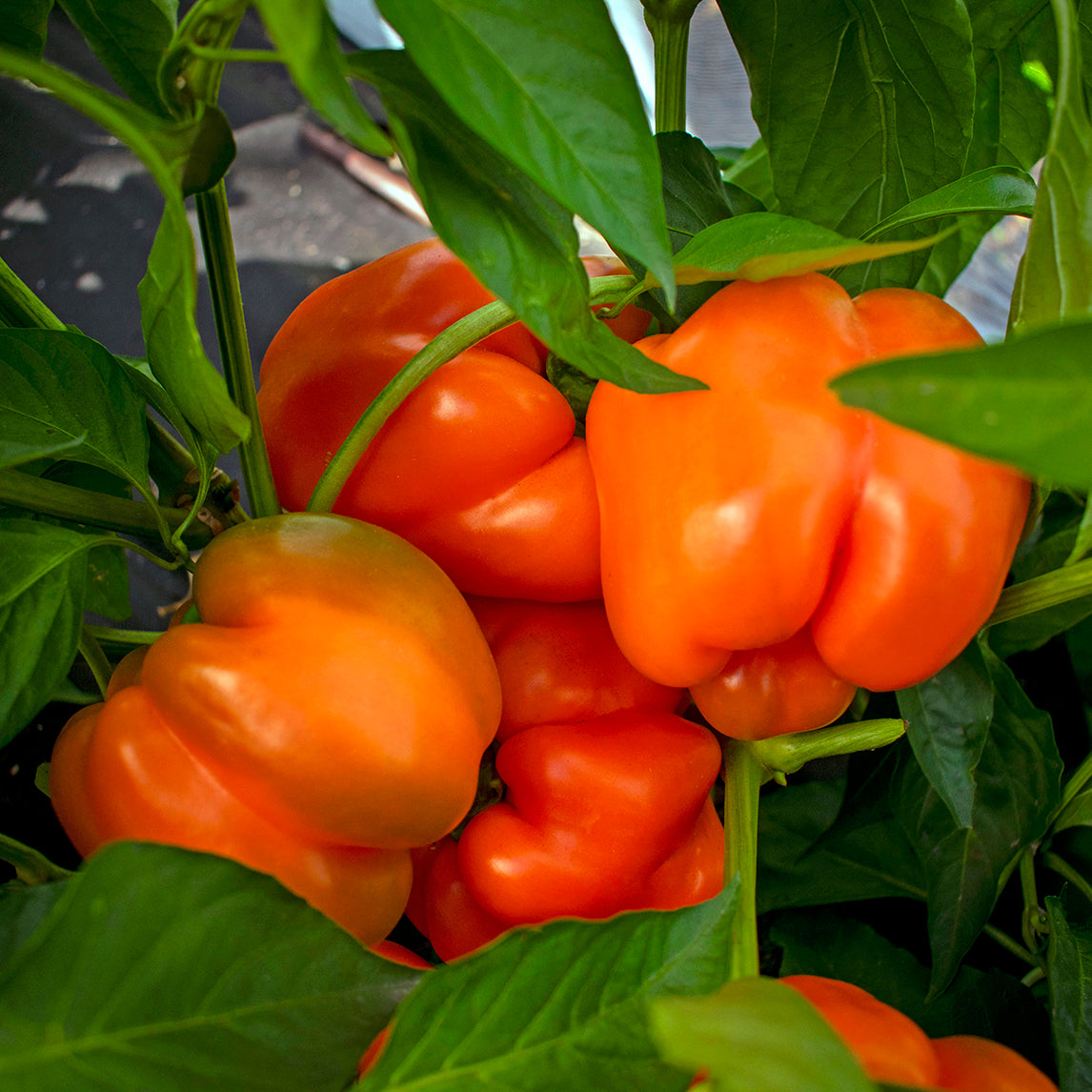 Capsicum 'Horizon' Organic