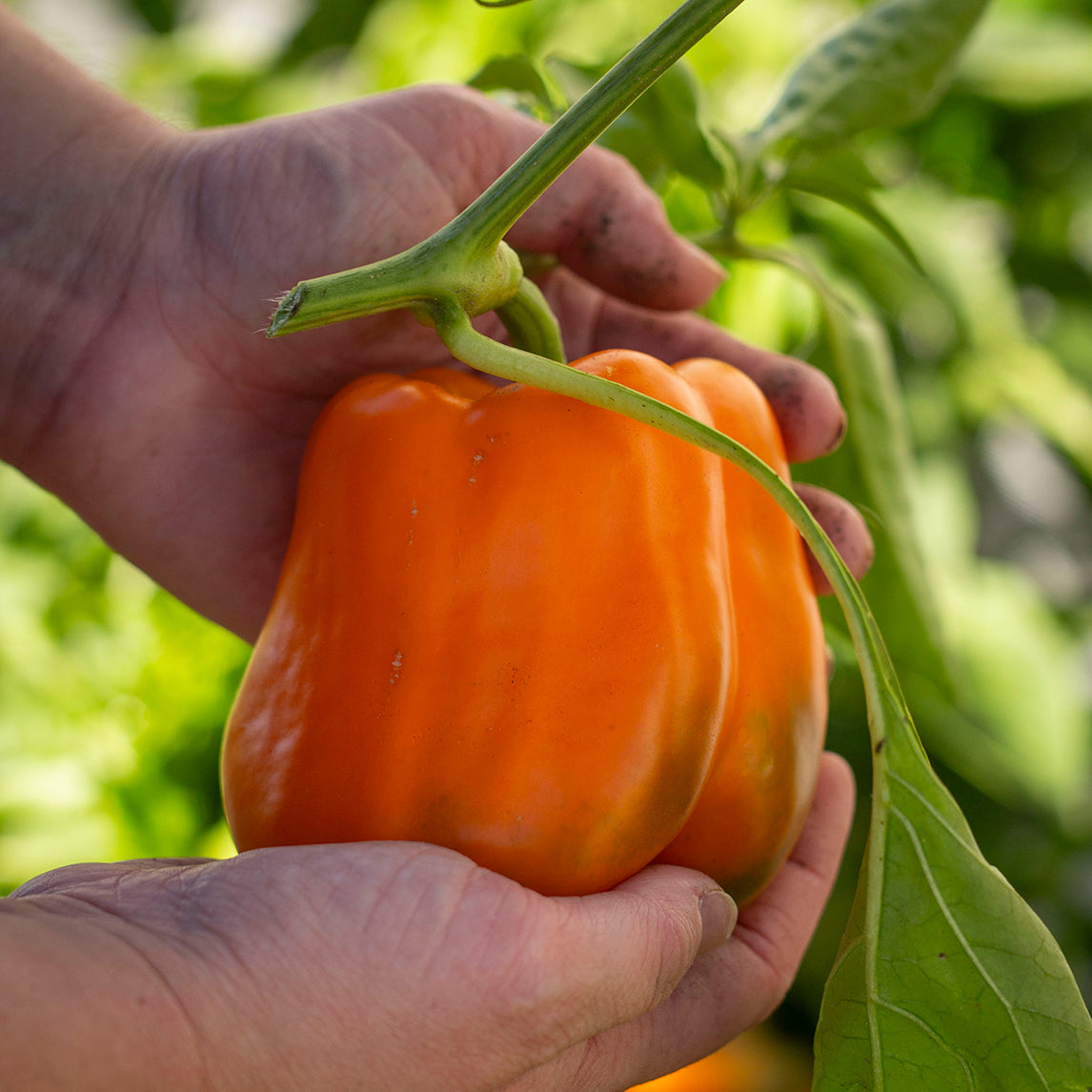 Capsicum 'Horizon' Organic
