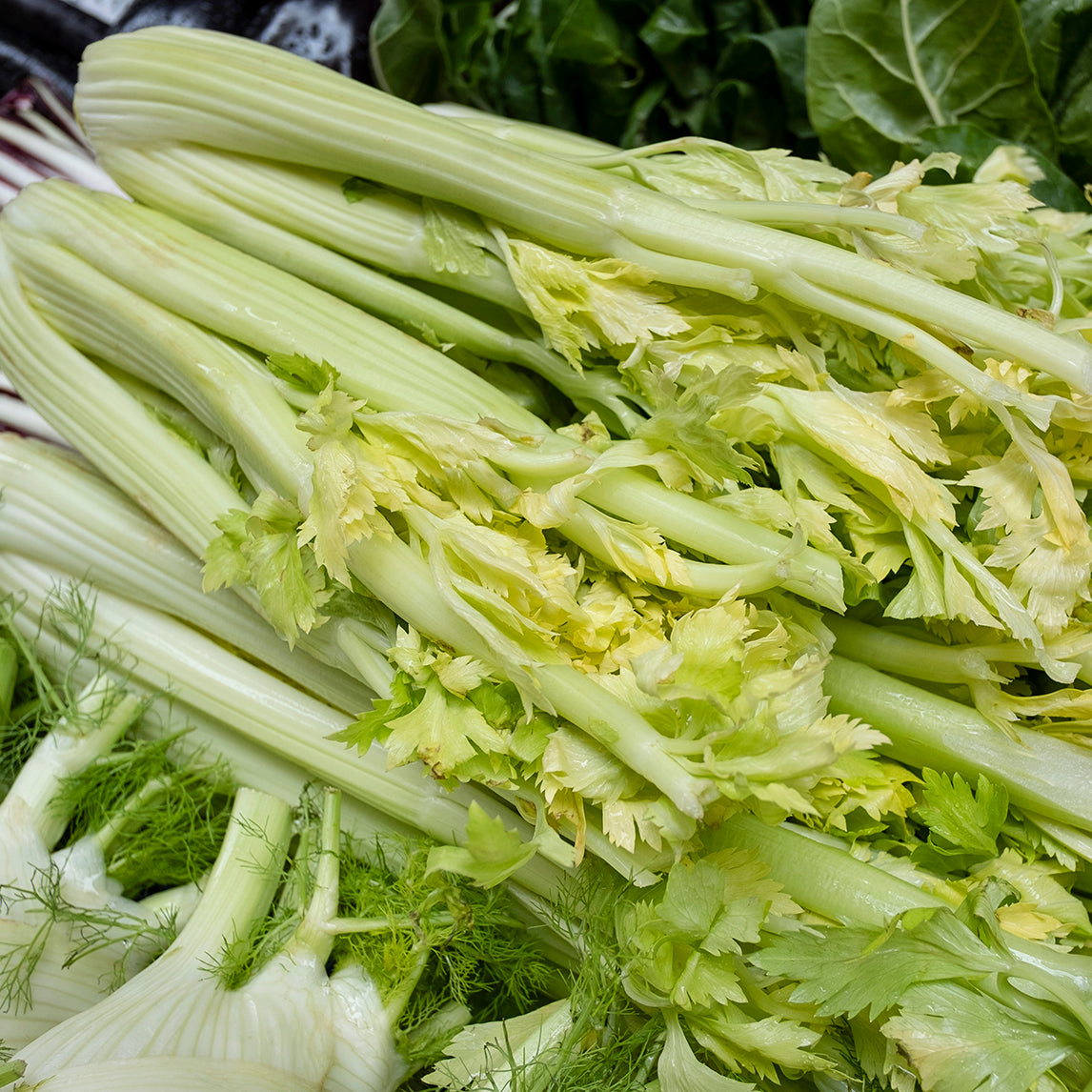 Celery 'Golden Boy'